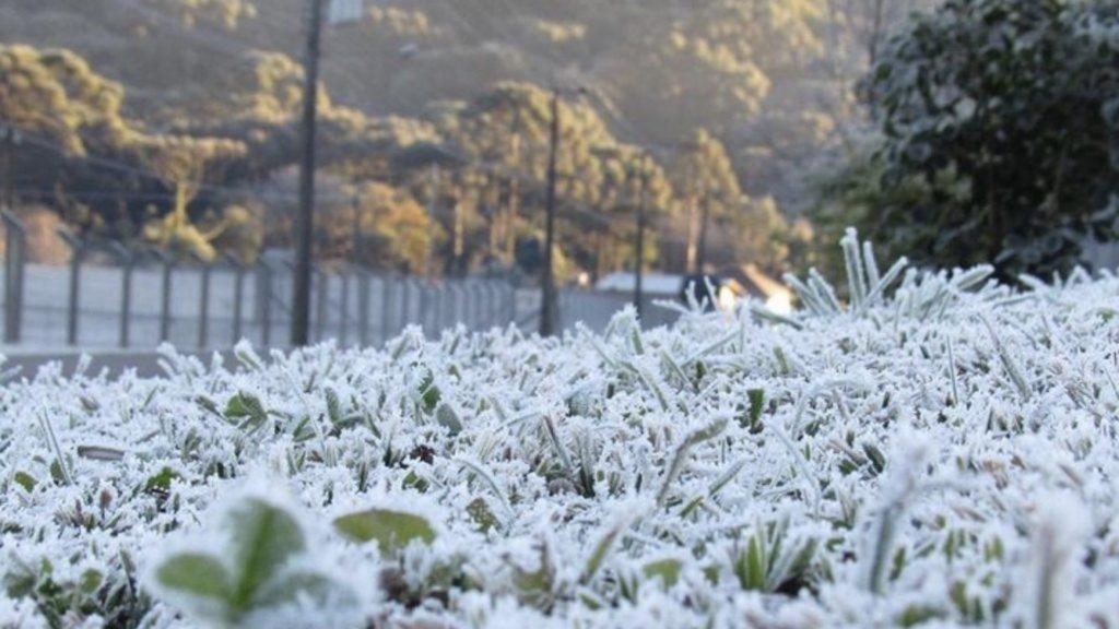 Onda de frio destrói plantações de café em SP e MG