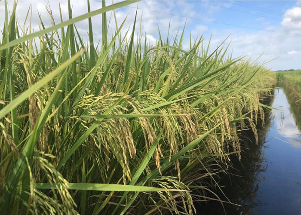 Exportação de arroz é ameaçada por alto custo do frete marítimo