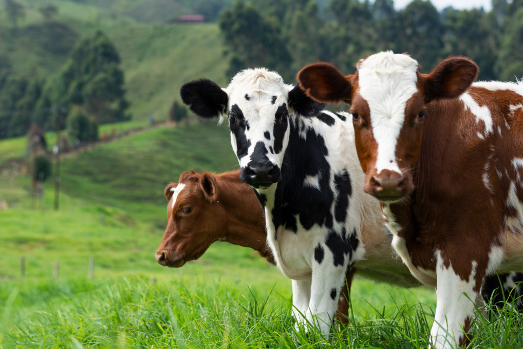 Comer carne e arroz promove dano ambiental?