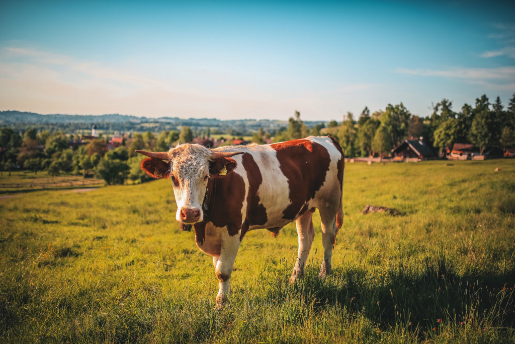 Perspectivas e tendências: Entenda o cenário atual dos preços da carne bovina