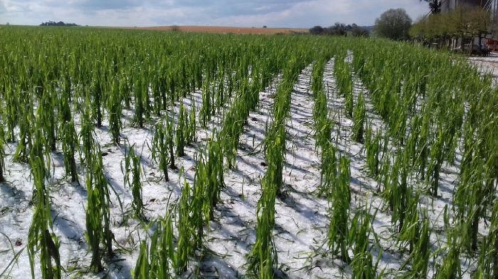 Milho: após seca de 50 dias, granizo destrói lavouras inteiras no Paraná