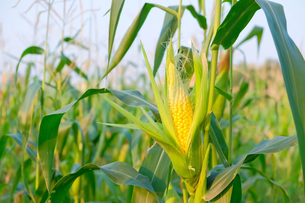 Milho tem queda enquanto mercado aguarda relatório da USDA