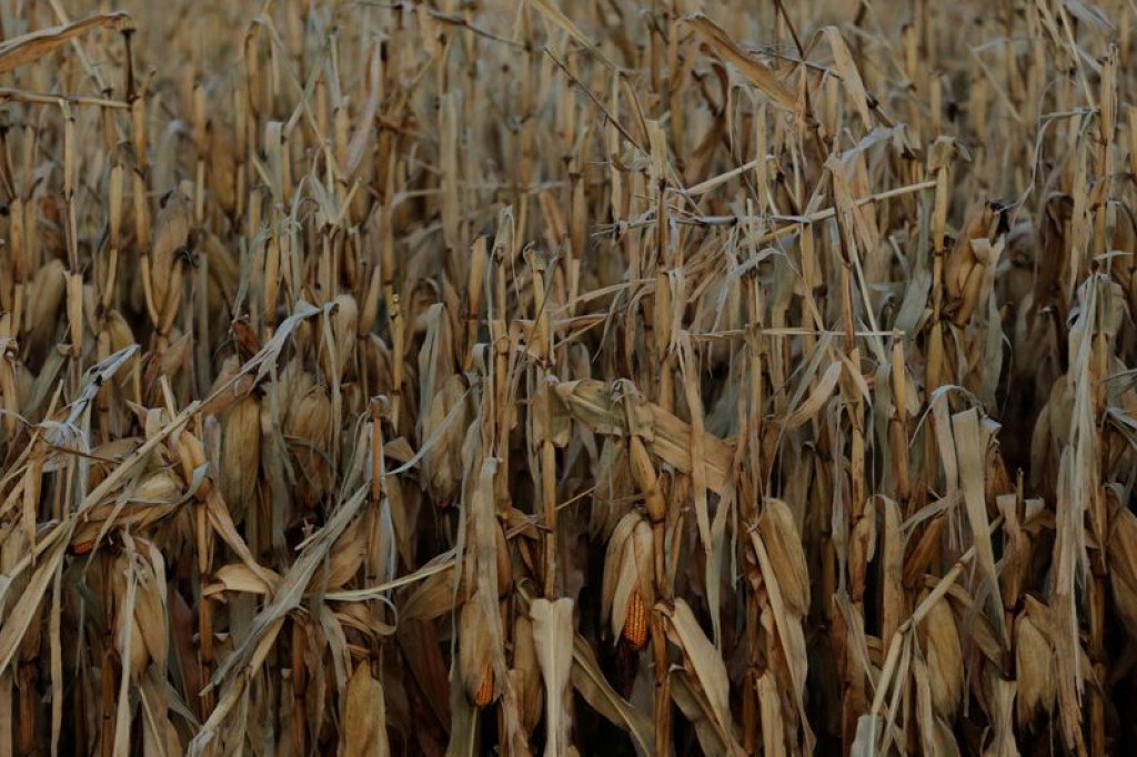 Geadas atingem lavouras do Paraná, Mato Grosso do Sul e Paraguai, diz Rural Clima