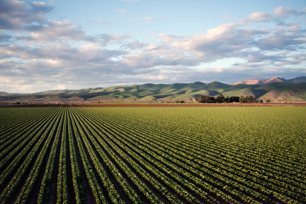 Crescendo na adversidade: Mapa anuncia linha de crédito de bilhões para agricultores enfrentarem desafios