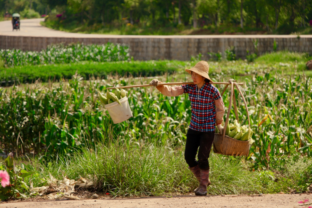 China adotará milho e soja geneticamente modificados