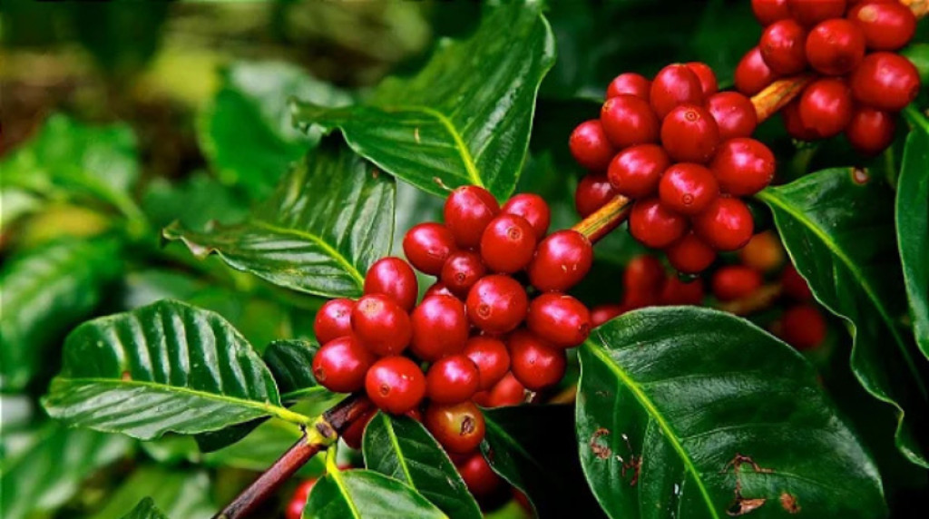 Por que o café puxa a volatilidade do mercado e como isso afeta o produtor?