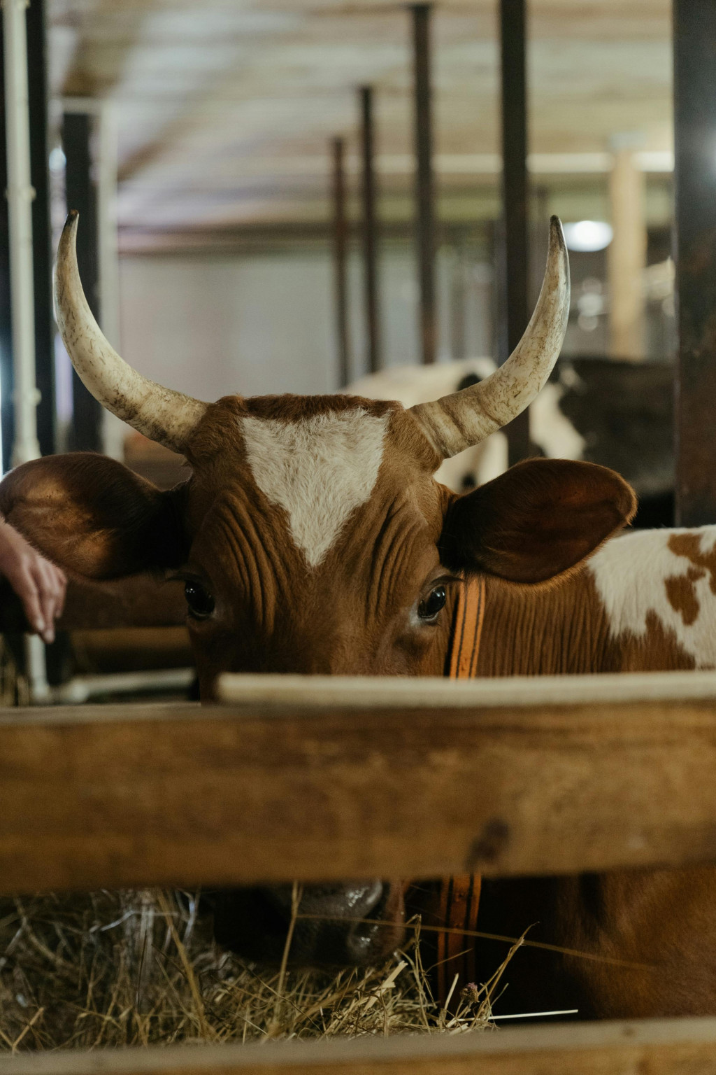 Perspectivas do mercado bovino - Desafios e oportunidades no radar do Rabobank