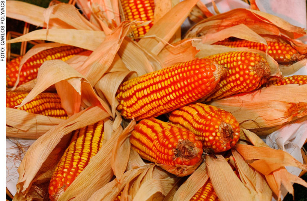 Cenário de preços de milho tende a favorecer usinas de etanol, aponta Itaú BBA