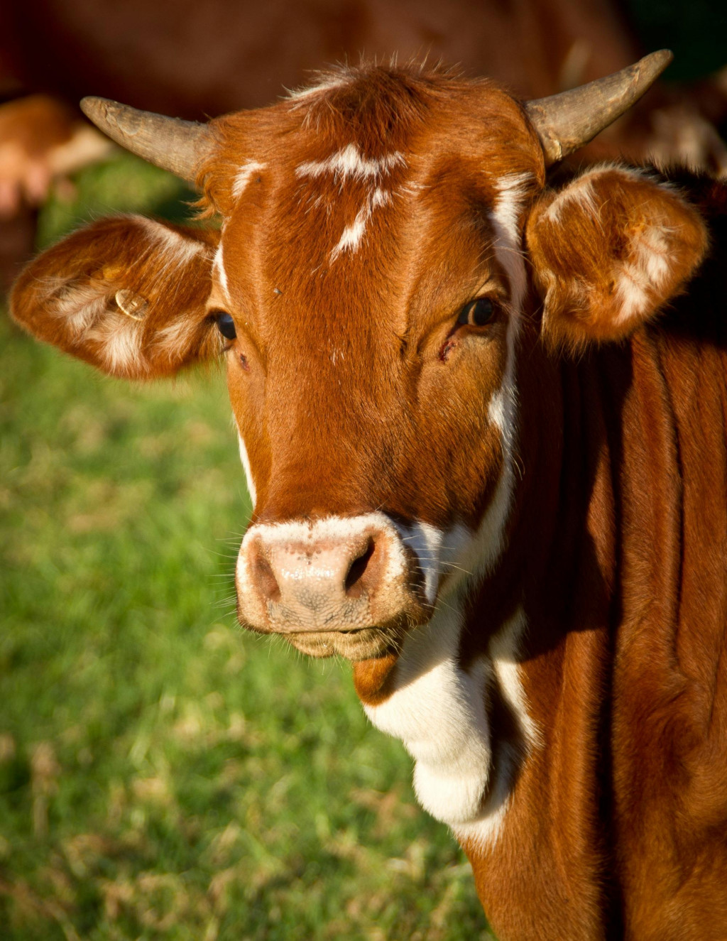 Embrapa lança nova versão de software de avaliação genética de bovinos
