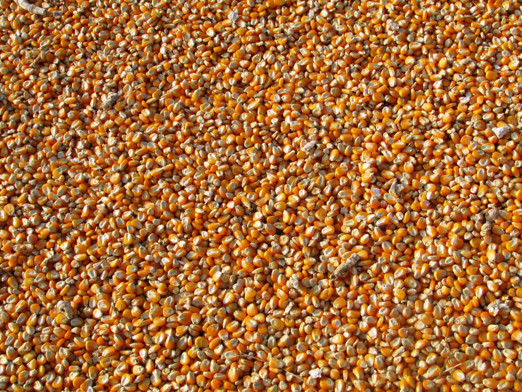 Rumo aos altos preços: Desafios na produção de milho no Brasil impulsionam mercado