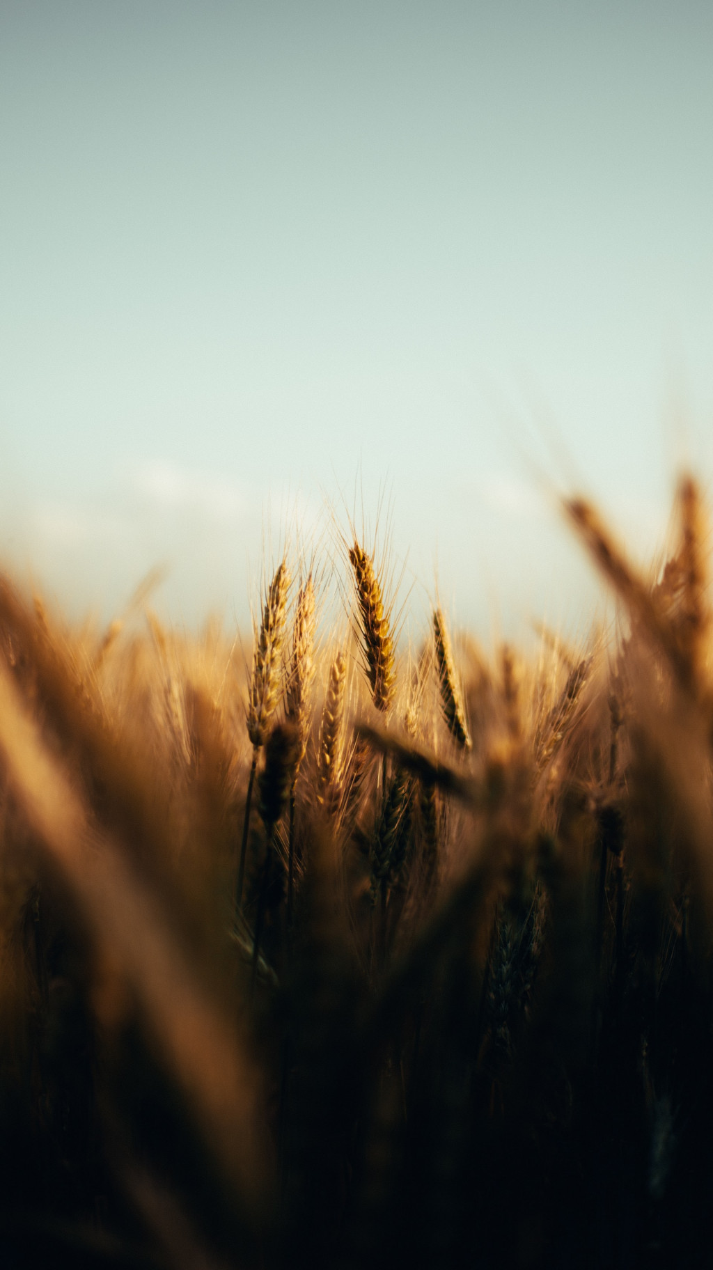 EUA: colheita de trigo deve aumentar