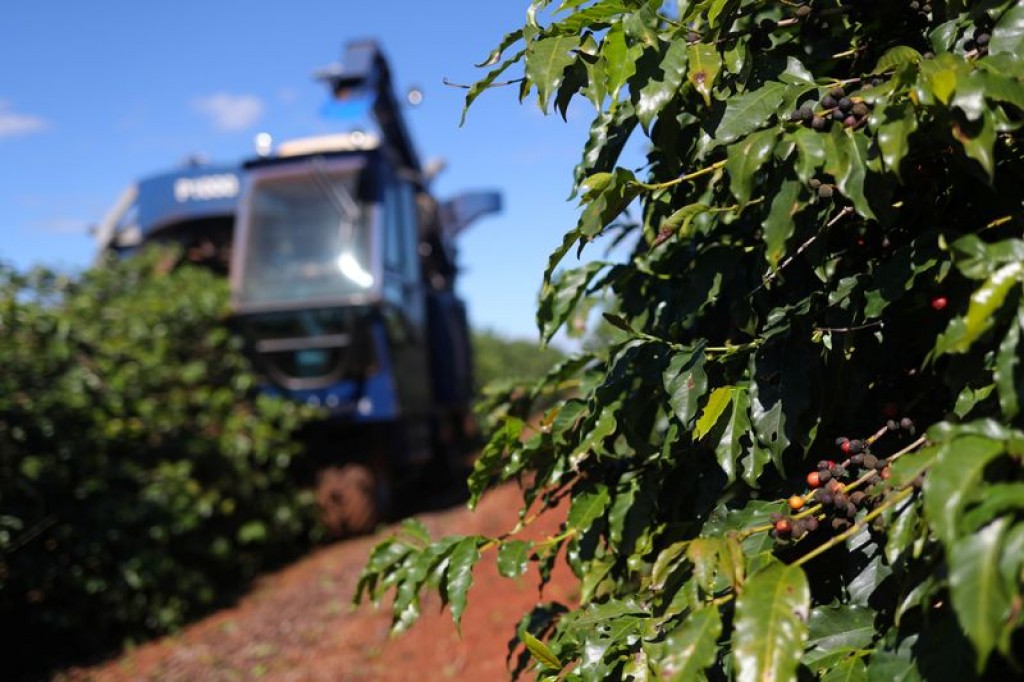Brasil colheu 17% do café do ciclo 2021 e mantém ritmo mais lento, diz Safras
