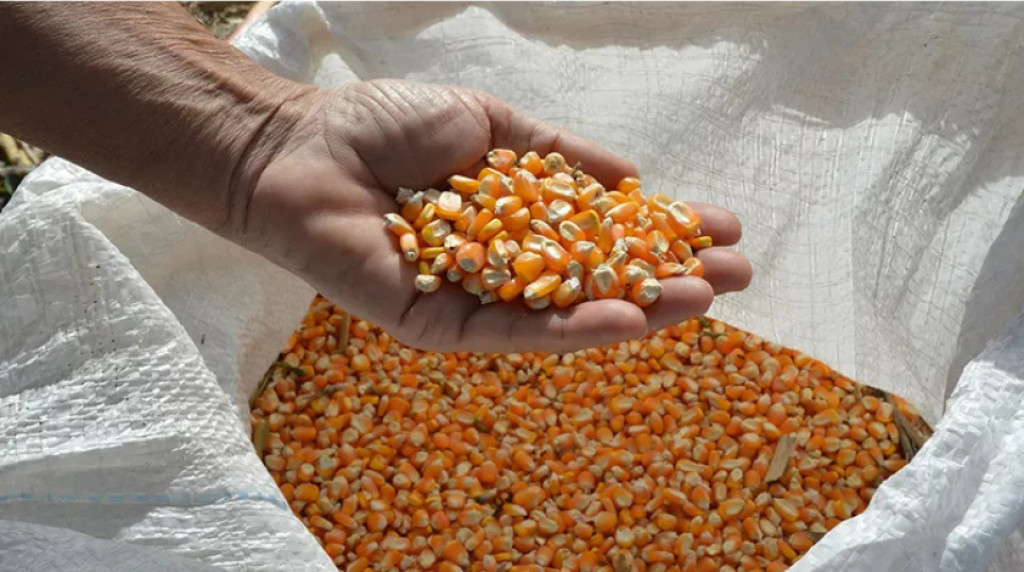 Milho puxa recorde de exportações do Brasil: o que isso indica para as commodities em 2026